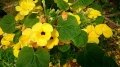 The bright yellow flowers with dark throats are pollinated by beetles and have sticky pollen suited to this task.