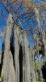 Tillandsia usneoides on a Taxodium distichum at the Botanical Garden of Puerto de la Cruz, Tenerife, Canary.