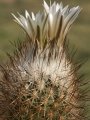 Blooming habit. Rebutialand cactus collection Demjén, Hungary.