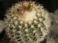 Rebutialand cactus collection Demjén, Hungary.