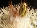 Flower bud at Rebutialand cactus collection Demjén, Hungary.