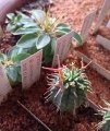 The first spines of Euphorbia stellispina seedling.