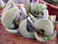 What great curves in the new leaves.