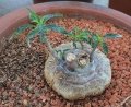 Discoid tuber.