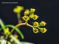 The great tiny flowers