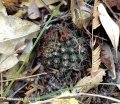 Frailea angelicana, Mato Grosso do Sul, Brasil.