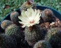 Frailea alexandri AA 152 (Collector Alexander Arzberger) 5 km South-West of Valenzuela, Cordillera, Paraguay.