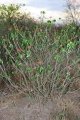 Jatropha podagrica — Growing habit, Paraguay.