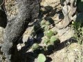 Mammillaria polyedra, Oaxaca, Mexico.