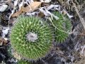 Mammillaria polyedra, Oaxaca, Mexico.