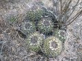 Mammillaria polyedra, Oaxaca, Mexico.