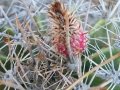 The fruit of Ferocactus flavovirens, Zapotitlan De Las Salinas, Puebla