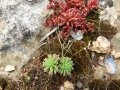 Sedum rubens, growing with S. caeruleum. Wied il-Ghasel Mosta. 13-3-17