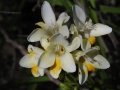 Freesia refracta, Bingemma, Malta, 13-03-2017
