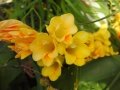 Freesia refracta, Bingemma, Malta, 13-03-2017