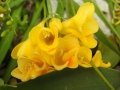 Freesia refracta, Bingemma, Malta, 13-03-2017