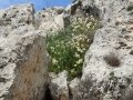 Freesia refracta, Bingemma, Malta, 13-03-2017
