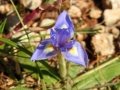 Moraea sisyrinchium, Barabary Nut iris, Fjurdulis salvagg. Selmun, Malta. 22-03-2017