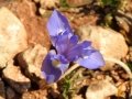 Moraea sisyrinchium, Barabary Nut iris, Fjurdulis salvagg. Selmun, Malta. 22-03-2017