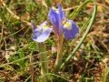 Moraea sisyrinchium, Barabary Nut iris, Fjurdulis salvagg. Selmun, Malta. 22-03-2017