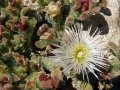 Mesembryanthemum crystallinum at Xghajra, Malta.