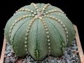 Astrophytum asterias star shape type.