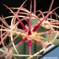 The clean, sparsely spined appearance leads to a very attractive plant.