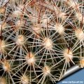 Locality: Flagstaff, Az (MG 410.324)