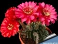 One day and two days old flowers on the same plant, the colour will delicately change as the flowers age.