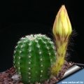 The name 'Candlelight' refers to the mature flower bud that resembles the flame of a candle.
