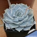 This plant is slower growing than many other Echeverias in cultivation and does not offset readily.