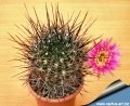 Pink flowered specimens (Lobivia longispina)