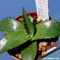 Agave flexispina