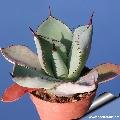 Agave guadalajarana ( Maguey Chato ), juvenile specimen.