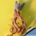 The extremely long tuberous root.