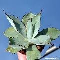 Agave potatorum