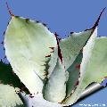 Agave potatorum ((Locality: Nativitas)