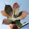 Agave potatorum (Locality: Cameron)