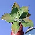 Agave potatorum (Locality: Cameron)