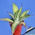 Agave potatorum (Locality: Tlayaco)