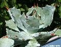 Plant with sinuous leaf margins and with teeth atop of projecting bumps are often called by the old name of A. verschaffeltii.