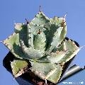 Agave potatorum forma compatta ('compact form)
