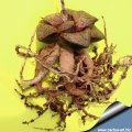 Roots are fleshy and superficial (Needs shallow pots)