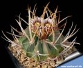 SB13 Salinas, San Luis Potosi, Mexico (long spined form)