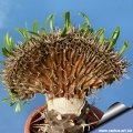 Pachypodium lamerei f. cristatum (Resting phase - winter)