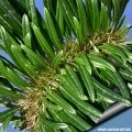 Pachypodium lamerei f. cristatum (Growing phase - summer)