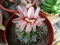 Crested flower.