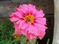 Double-flowered