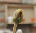 Flower bud.