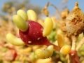 A sincarpus (several fruits combining to form a multiple multiple fruit embedded in the swollen stem apex)